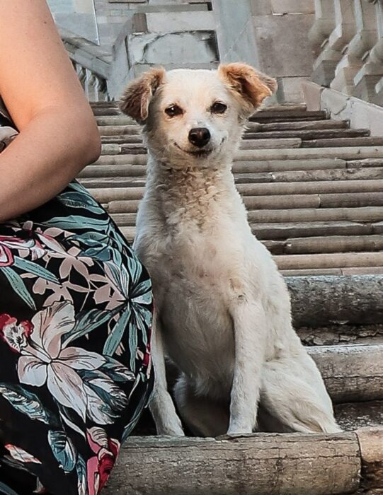 foto de un perrito que está sonriendo 