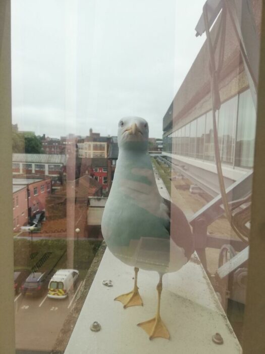 seagull in a window; People having a terrible day at work