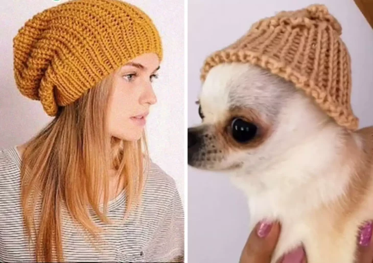 imagen comparativa de una chica con gorro vs la foto de un perro chihuahua con gorro