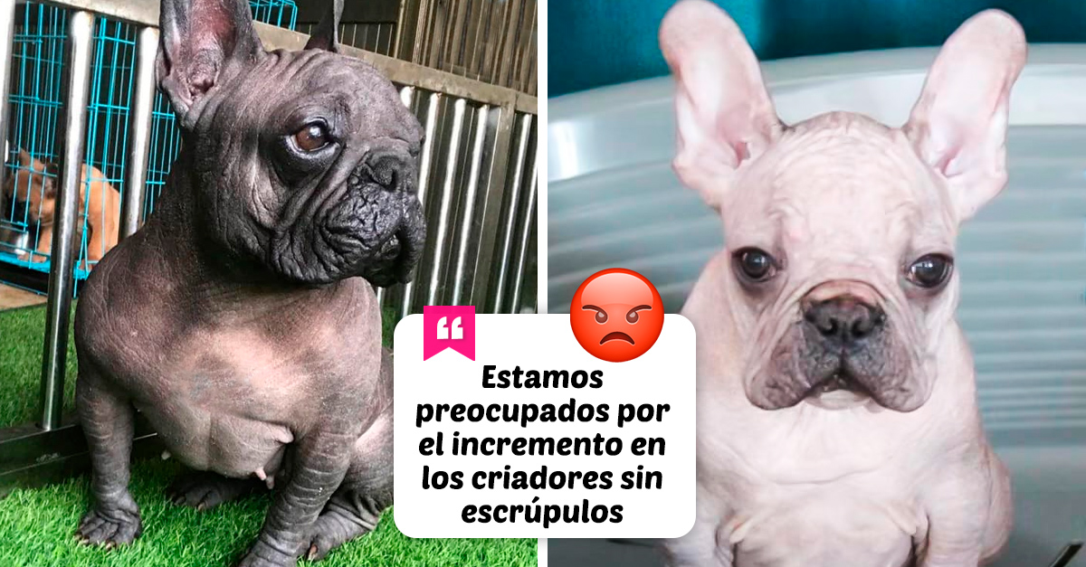 The first litter of hairless bulldogs is born in the United Kingdom;  experts rage