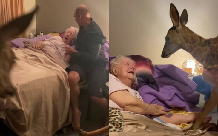 Abuelita en un hospital; fanática de 'Bambi' cumplió su sueño de conocer un ciervo real