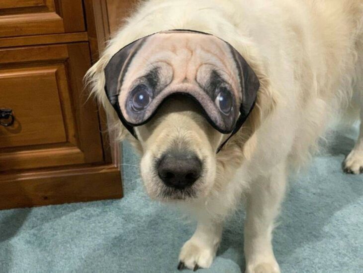 Dog with Pug mask