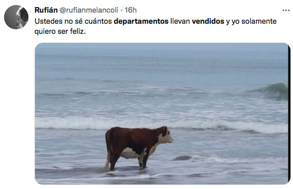 meme of a cow in the sea 