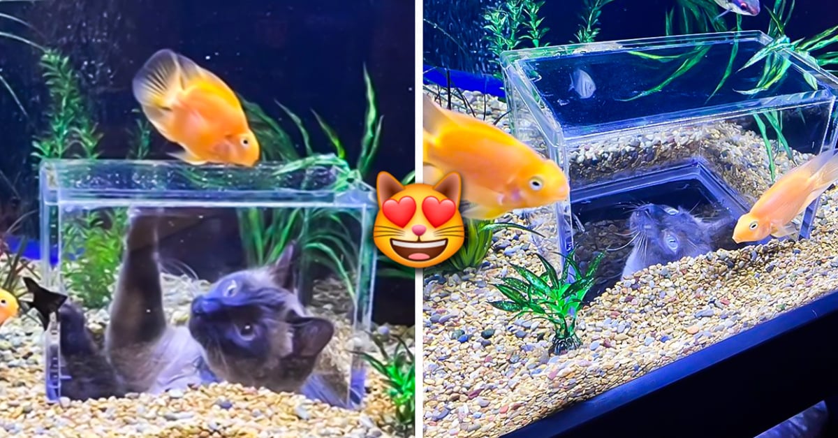 Aquarium personalized this fish tank so that cats can play with the fish