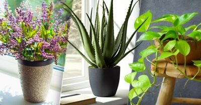 7 Plantitas que impactarán de forma positiva tu estado de ánimo en casa