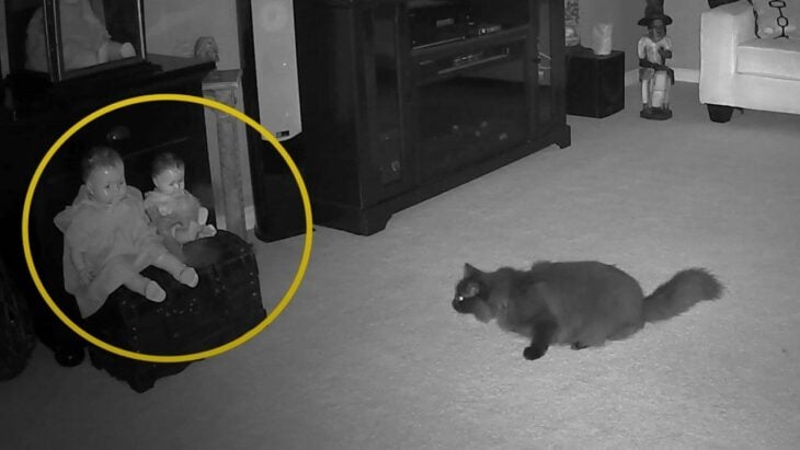 Imagen en blanco y negro de un gato viendo asustado a dos muñecas sobre un cofre de madera en la sala de una casa 