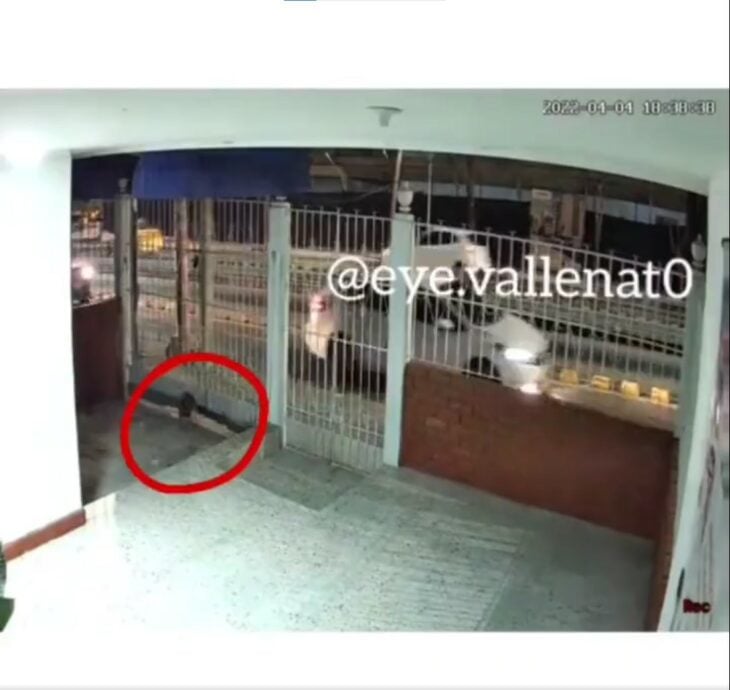 captura de pantalla de un video de un perro entrando por debajo del portón de una casa 