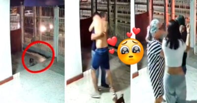 Tras varios días desaparecido, así de tierno fue recibido este perrito por su familia