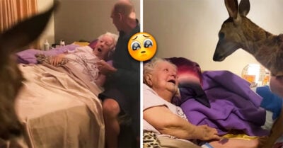 Abuelita fanática de ‘Bambi’ conoce a un ciervo real justo antes de morir