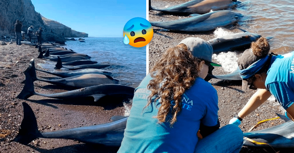 Authorities find 30 dead dolphins on the beach of Baja California Sur