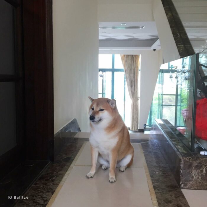 Cheems the famous puppy of memes sitting in a corridor of his owners' house in Hong Kong 