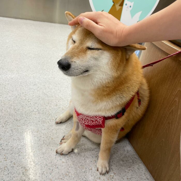 mano de una persona agarrando la cabeza del famoso perrito cheems 