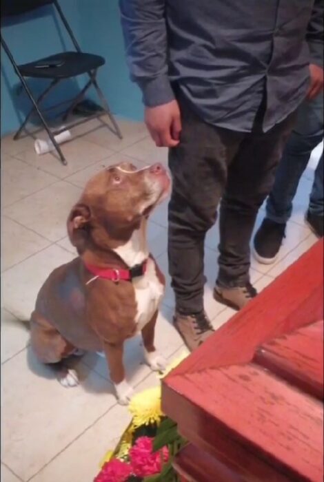 perro sentado en el piso viendo hacia unas personas en el funeral de una de sus dueñas 