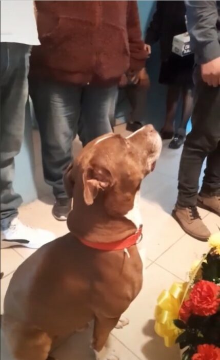 captura de pantalla del perro que triste con lagrimas se despide de su dueña 