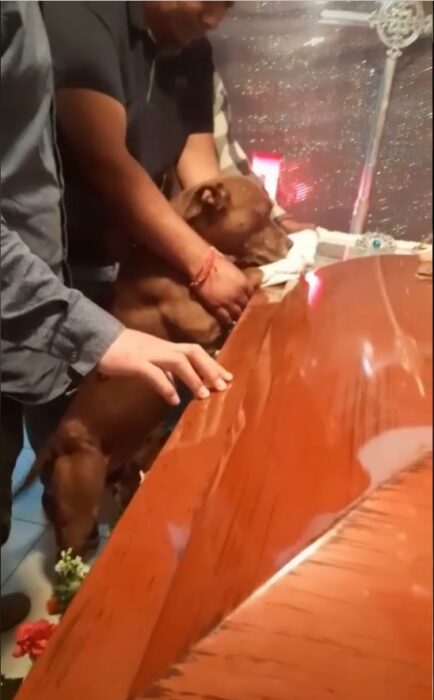 perro pitbul con las patas en el ataúd de su dueña para despedirse de ella 