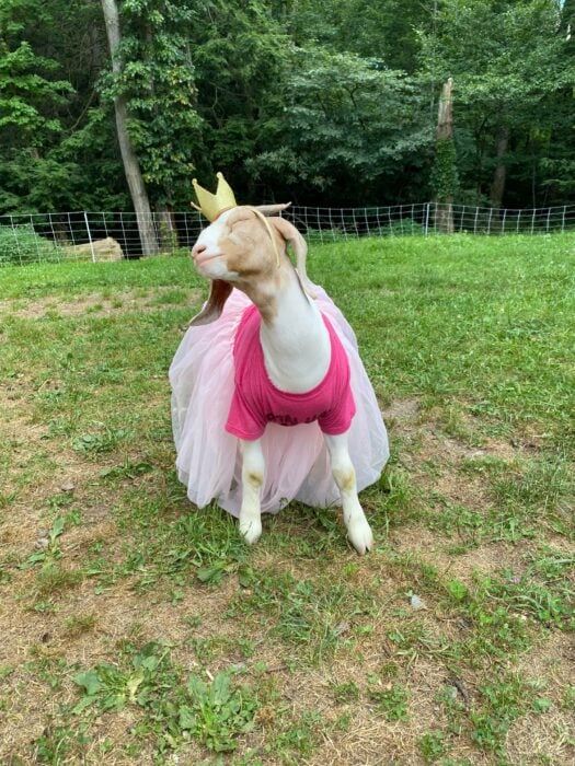 cabra vestida con un disfraz de reina en color rosa 