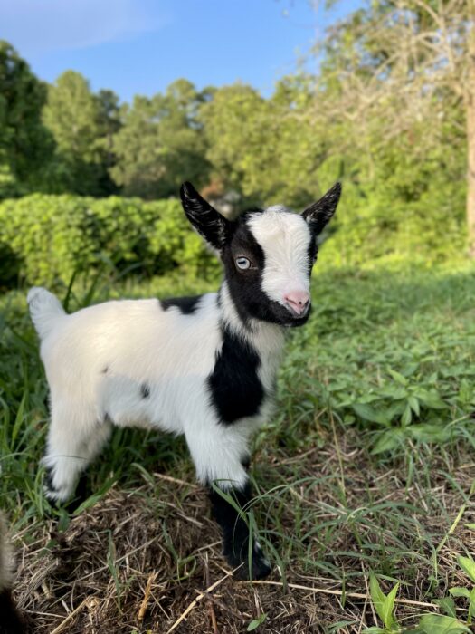 Cabra bebé parada en un campo 