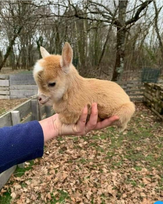 mano de una persona cargando a una cabra bebé 