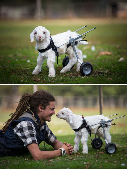 Fotografía de un chico junto a una cabra bebé con silla de ruedas 