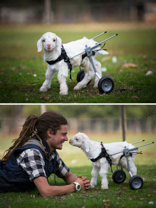 Fotografía de un chico junto a una cabra bebé con silla de ruedas 