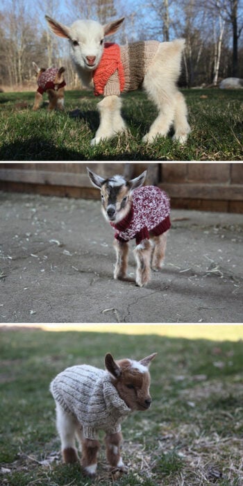 Fotografías de cabras usando suéter 