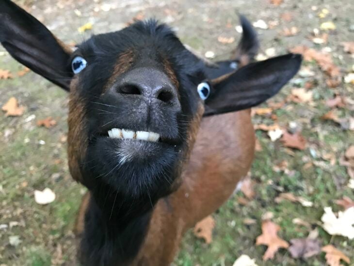 foto de la cara de una cabra mostrando sus dientes 