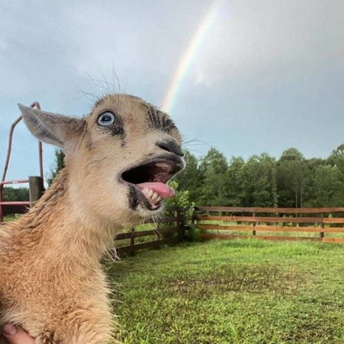 selfie de una cabra sacando la lengua en un jardín con un arcoíris de fondo 