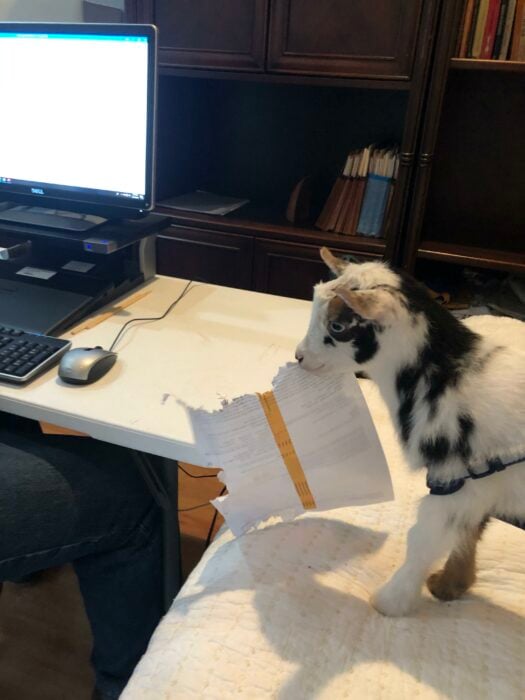 cabra bebé con un papel en su hocico parado en un escritorio 