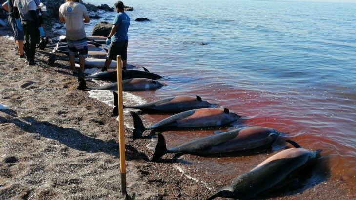 encontraron 30 delfines muertos en las costas de La Paz en Baja California Sur 