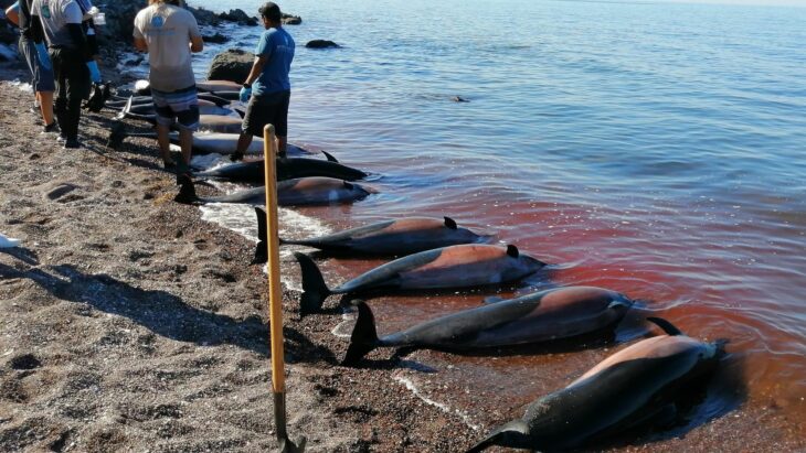 found 30 dead dolphins off the coast of La Paz in Baja California Sur 