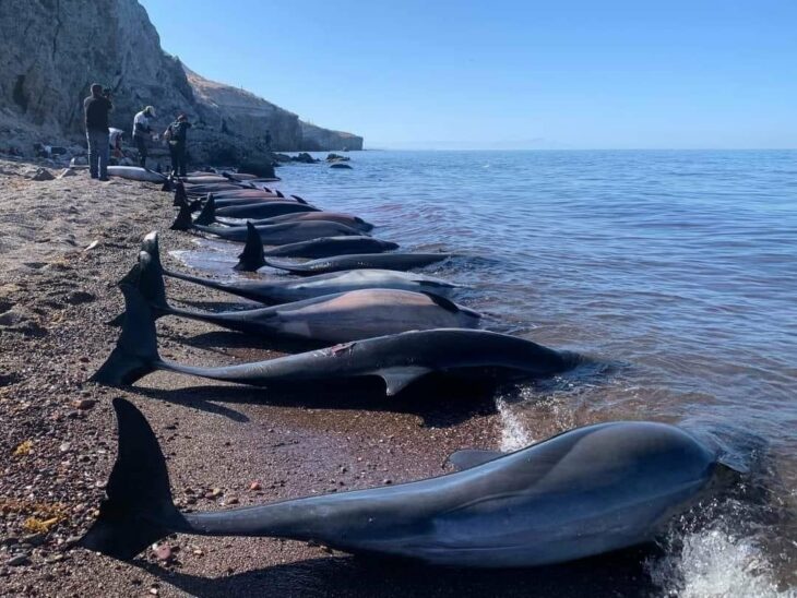 dead dolphins on the shore of the beach of the Sea of ​​Cortez in Baja California Sur 