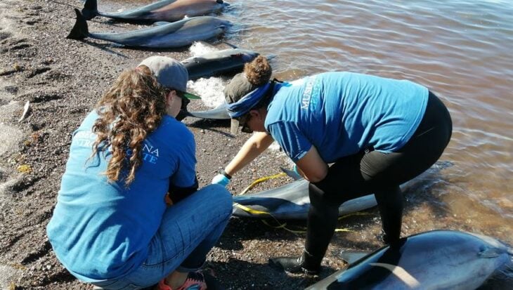 miembros del Museo de la Ballena y Ciencias del Mar checando a dos de los delfines encontrados muertos en Baja California Sur 