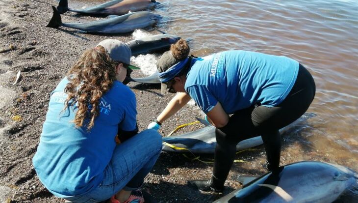 members of the Museum of the Whale and Sciences of the Sea checking two of the dolphins found dead in Baja California Sur 