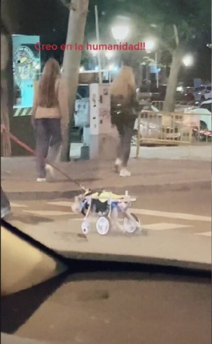 imagen que muestra a un perrito en silla de ruedas cruzando una calle junto a su dueño 