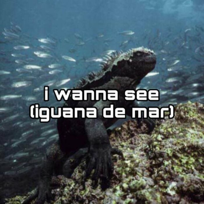 traducción literal de la iguana de mar 