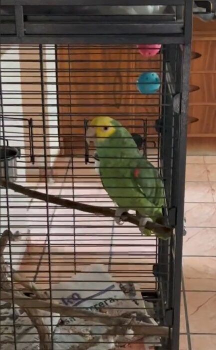 parakeet inside his cage 