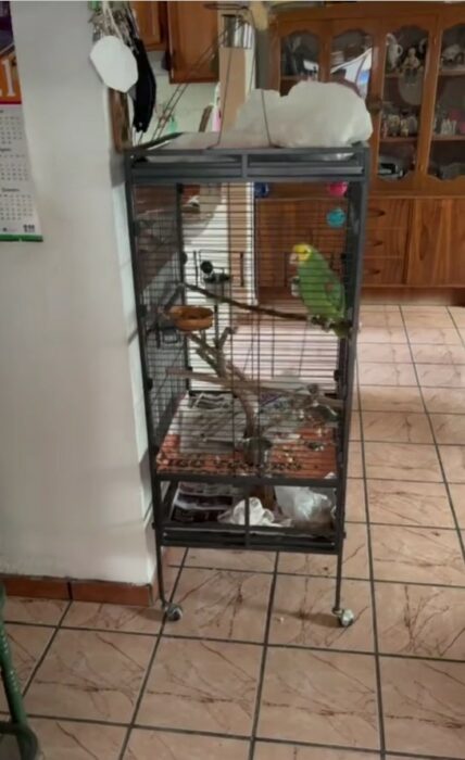 Parakeet inside its cage in the living room of a house