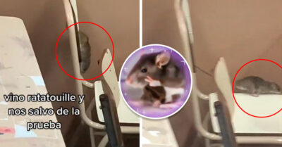 ¡Sustos que dan gusto! Rata entra a un salón y salva a los alumnos de hacer un examen