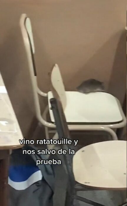 Captura de pantalla de una rata que entró al salón de clases de una escuela 