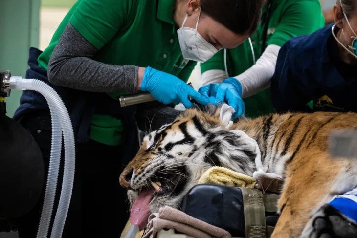 Veterinarios revisando a un tigre