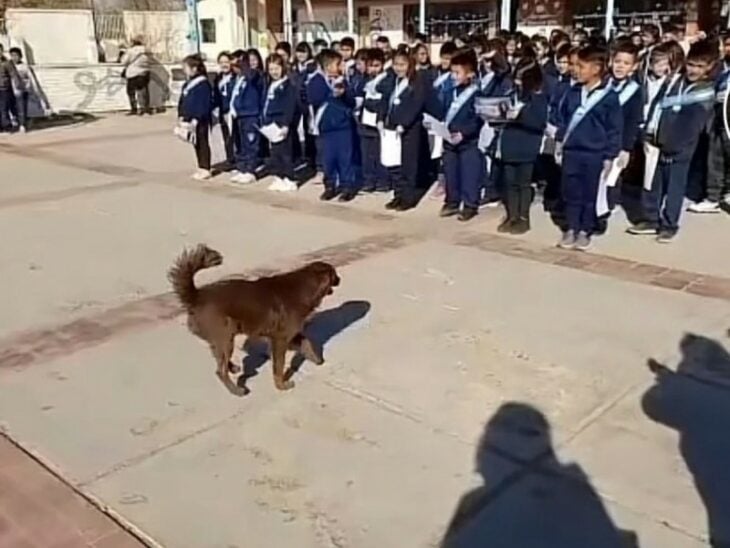 perrito en la escuela de Argentina