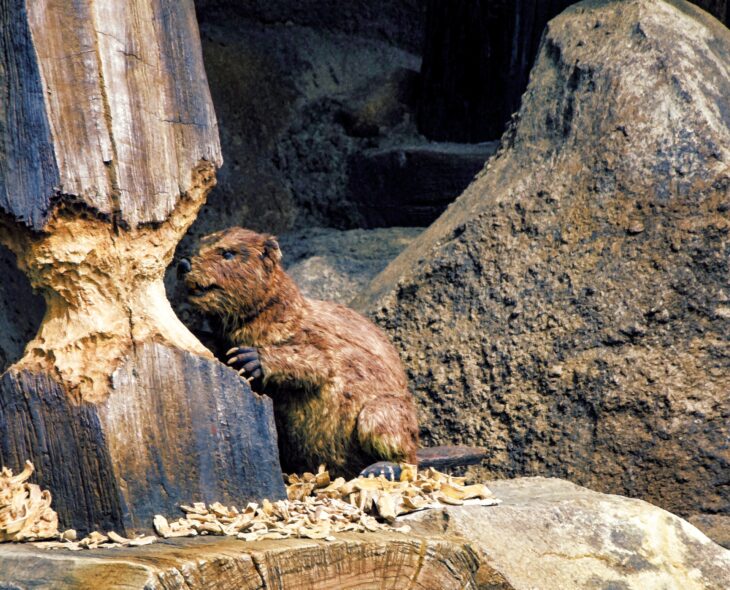 Castor mordiendo tronco de árbol