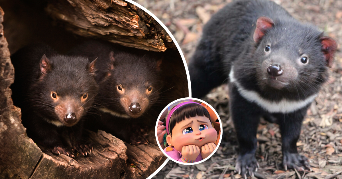 7 Tasmanian devil cubs born in Australia;  believed to be extinct in the region