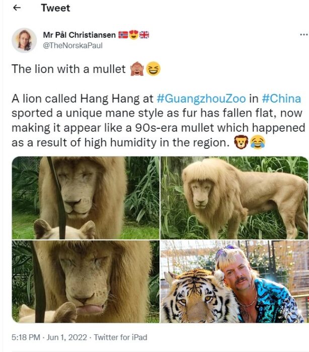 @NorskaPaul tweet about lion with mullet mane 