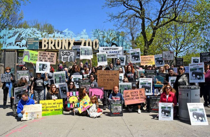 personas activistas en el Zoológico de Bronx, Nueva York para que Happy sea liberada 