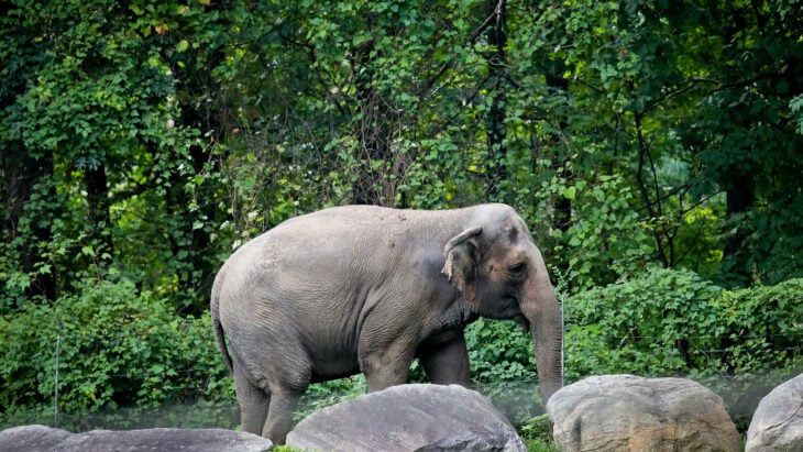 Happy la elefanta que quieren sea liberada 
