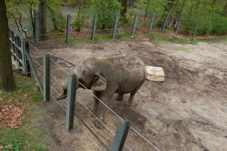 fotografía de una elefanta en un zoológico 