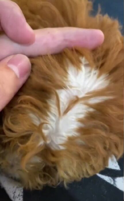 mano de un chico mostrando el pelo blanco de su perro 