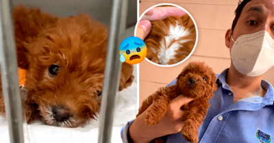 ¡Indignación! Hombre exhibe en TikTok venta de perritos pintados que terminan intoxicados