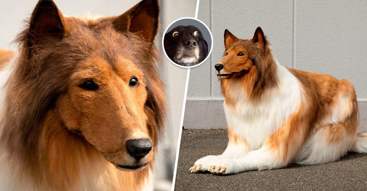 Man in Japan paid ,000 to look like a life-size dog